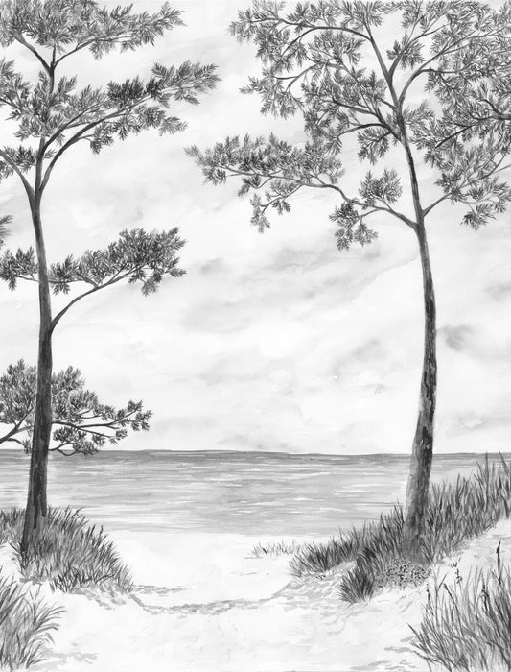 Papier peint Pins maritimes et dunes - Noir et blanc - Muralconcept