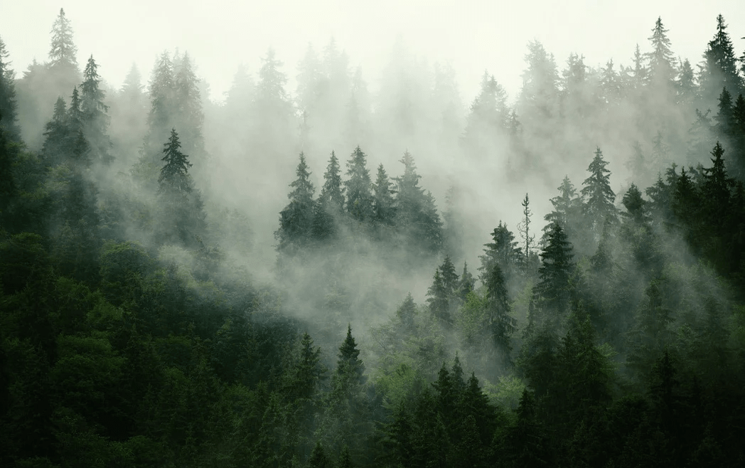 Papier peint forêt brumeuse verte - Muralconcept