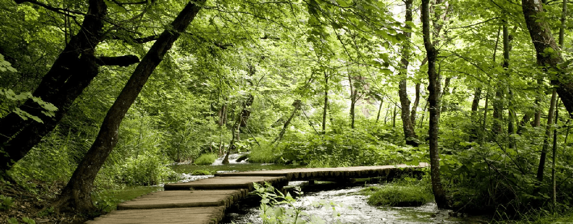 Tapete Bistro Trompe-l'œil Waldweg