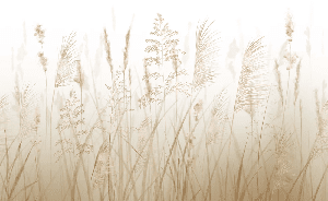 Papier peint fleur des champs de blé - Muralconcept