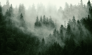 Tapete Grüner Nebelwald - Muralconcept