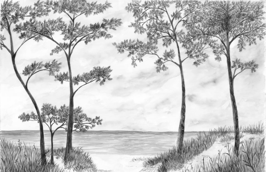 Papier peint Pins maritimes et dunes - Noir et blanc - Muralconcept