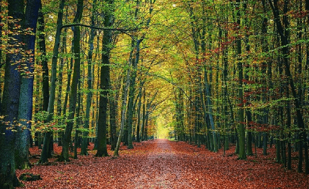 Papier peint panoramique forêt du Vercors - Muralconcept