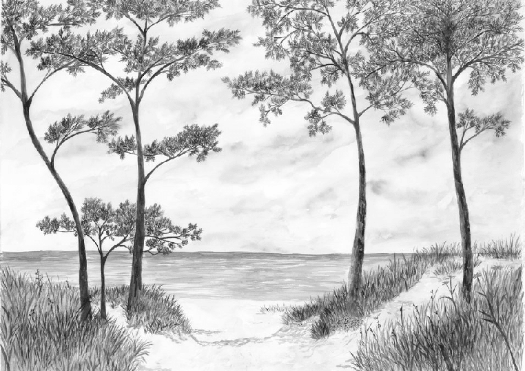 Papier peint Pins maritimes et dunes - Noir et blanc - Muralconcept