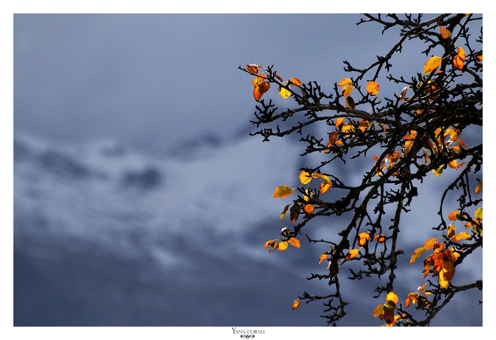 Fototapete spring touch