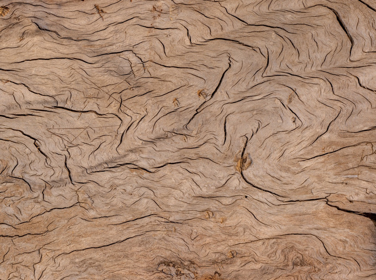 Papier peint panoramique écorce d'arbre : trompe-l'œil effet matière bois — MuralConcept