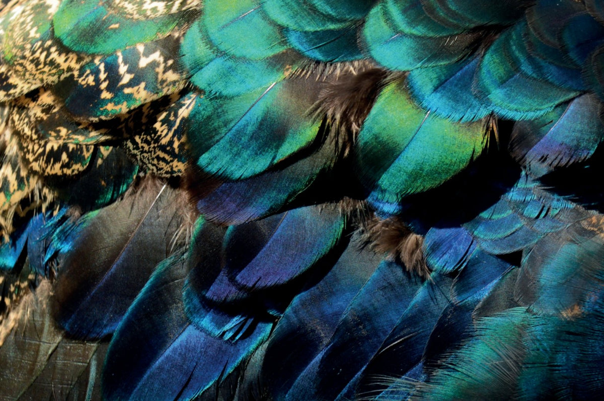 Peacock Feder Wallpaper